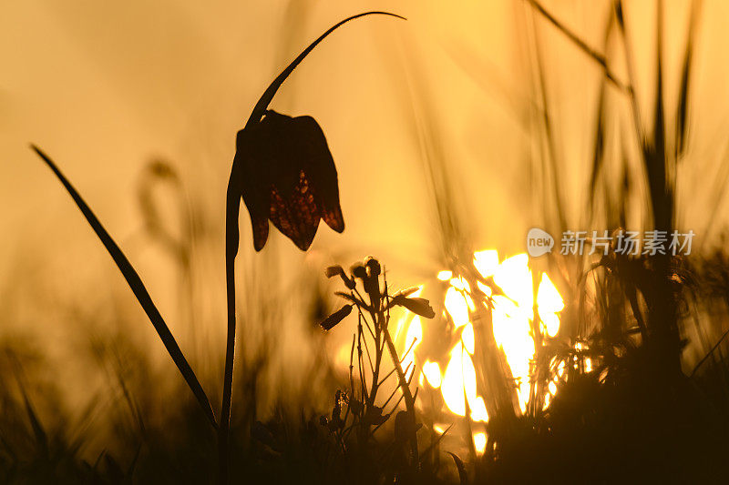 蛇头贝母(Fritillaria meleagris)在一个美丽的春天夕阳草场上